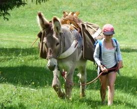 Mini trek avec les ânes - Piemont du Salève