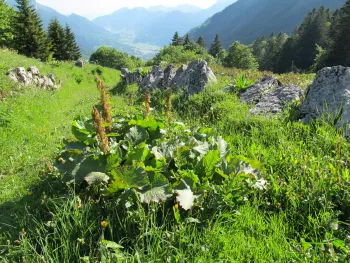 PLANTES UTILES DES ALPES  - complet