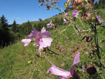 PLANTES MEDICINALES & CULINAIRES