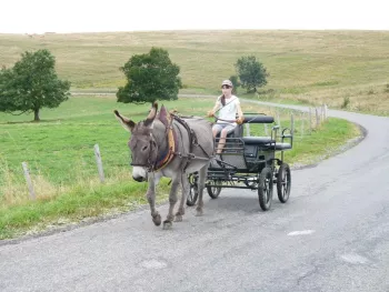 Balade en calèche au départ de Beaumont